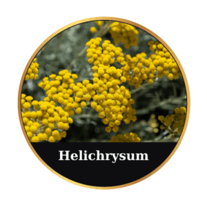 Ηelichrysum