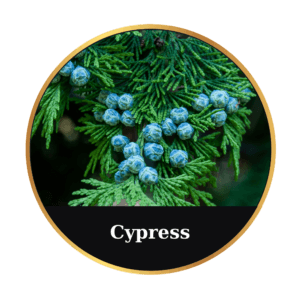 Cypress