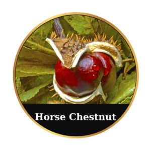 Horse Chestnut