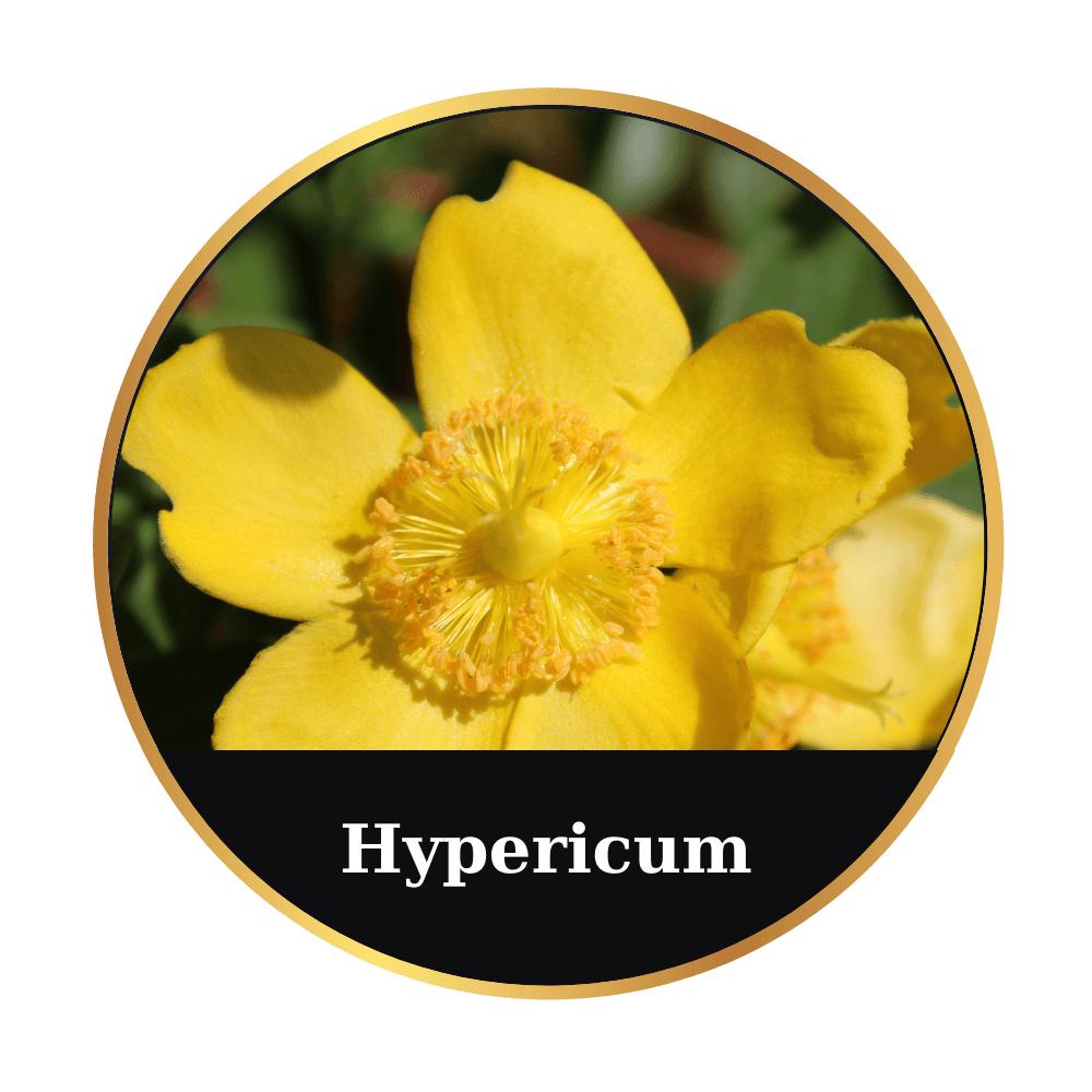 St. John's Wort