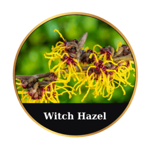 Witch Hazel