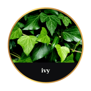 ivy